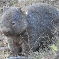 Vombatus ursinus (Bare-nosed Wombat) at Kambah, ACT - 21 Jun 2025 by HelenCross