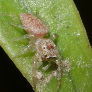 Opisthoncus sp. (genus) (Opisthoncus jumping spider) at Freshwater Creek, VIC - 10 Feb 2025 by WendyEM