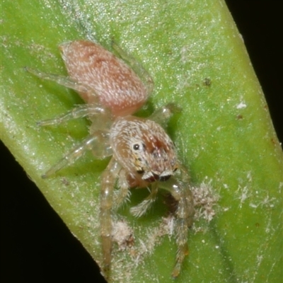 Opisthoncus sp. (genus) (Opisthoncus jumping spider) at Freshwater Creek, VIC - 10 Feb 2025 by WendyEM