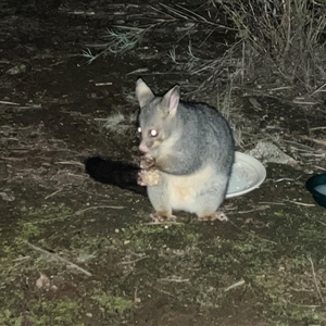 Trichosurus vulpecula (Common Brushtail Possum) at Koorawatha, NSW - 21 Jun 2025 by KooragindiJohn