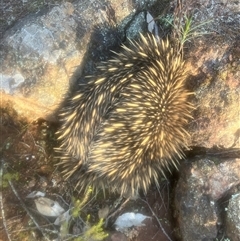 Tachyglossus aculeatus at Koorawatha, NSW - 20 Jun 2025 03:35 PM