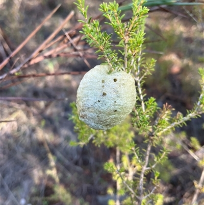 Orthodera ministralis at Koorawatha, NSW - 20 Jun 2025 by KooragindiJohn