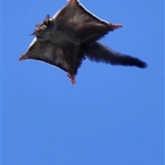 Petaurus notatus (Krefft’s Glider, formerly Sugar Glider) at Acton, ACT - 21 Jun 2025 by Leszek