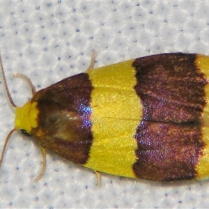 Heterallactis phlogozona (A Footman moth (Lithosiini) at Bloomsbury, QLD - 19 Oct 2008 by PJH123