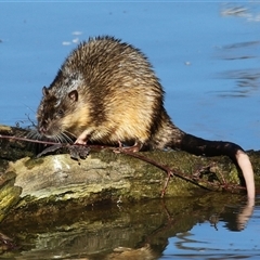 Hydromys chrysogaster (Rakali or Water Rat) at Fyshwick, ACT - 22 Jun 2025 by RodDeb