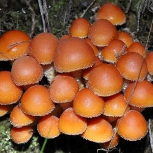 Hypholoma sp. (Hypholoma) at Acton, ACT - 22 Jun 2025 by TimL