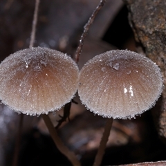 Mycena sp. (genus) at Acton, ACT - 22 Jun 2025 by TimL