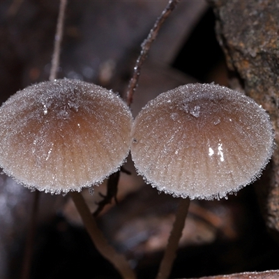 Mycena sp. (genus) at Acton, ACT - 22 Jun 2025 by TimL