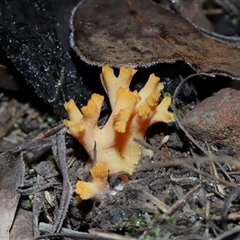 Unverified Coralloid fungus, markedly branched at Acton, ACT - 22 Jun 2025 by TimL