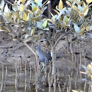 Porzana fluminea (Australian Spotted Crake) at Hedley, VIC - 20 Jun 2025 by StuartInchley