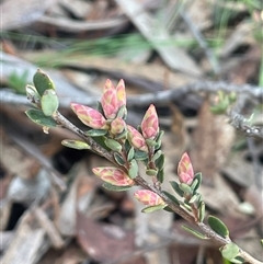 Brachyloma daphnoides (Daphne Heath) at Forbes Creek, NSW - 7 Aug 2024 by JaneR