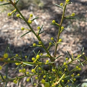Acacia genistifolia (Early Wattle) at Forbes Creek, NSW - 7 Aug 2024 by JaneR