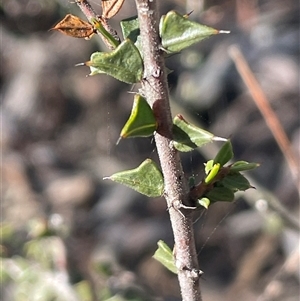 Acacia gunnii (Ploughshare Wattle) at Forbes Creek, NSW - 7 Aug 2024 by JaneR