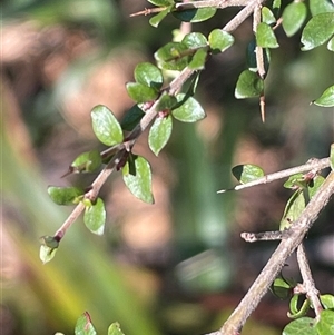 Coprosma quadrifida (Prickly Currant Bush, Native Currant) at Rossi, NSW - 7 Aug 2024 by JaneR