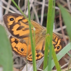 Heteronympha merope (Common Brown Butterfly) at O'Connor, ACT - 3 Dec 2024 by MichaelBedingfield