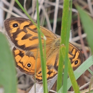 Heteronympha merope (Common Brown Butterfly) at O'Connor, ACT - 3 Dec 2024 by MichaelBedingfield