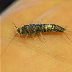 Heterolepisma sp. (genus) at Holder, ACT - 23 Jun 2025 08:47 AM