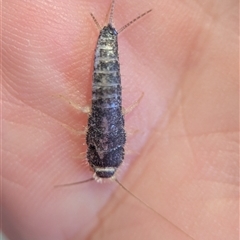 Heterolepisma sp. (genus) at Holder, ACT - 23 Jun 2025 08:47 AM