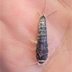 Heterolepisma sp. (genus) at Holder, ACT - 23 Jun 2025 08:47 AM