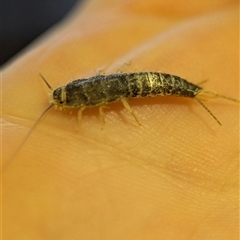 Heterolepisma sp. (genus) at Holder, ACT - 23 Jun 2025 08:47 AM