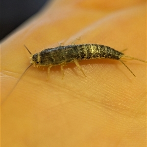 Heterolepisma sp. (genus) at Holder, ACT - 23 Jun 2025 08:47 AM