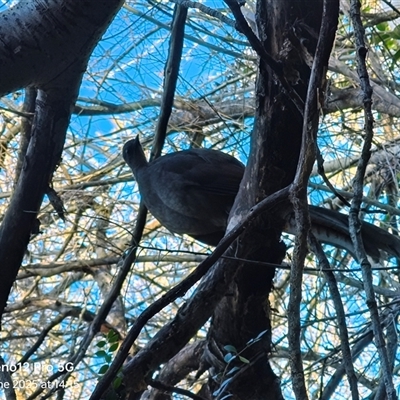 Menura novaehollandiae (Superb Lyrebird) at Barton, ACT - 21 Jun 2025 by LarryGuo