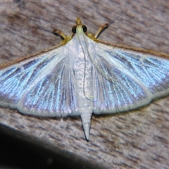 Palpita austrounionalis (Australian Jasmine Moth) at Bloomsbury, QLD - 19 Oct 2008 by PJH123