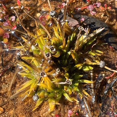 Eriocaulon scariosum (Pale Pipewort) at Rossi, NSW - 7 Aug 2024 by JaneR