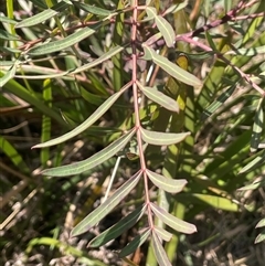 Polyscias sambucifolia subsp. Short leaflets (V.Stajsic 196) Vic. Herbarium (Elderberry Panax, Ornamental Ash, Elderberry Ash) at Rossi, NSW - 7 Aug 2024 by JaneR