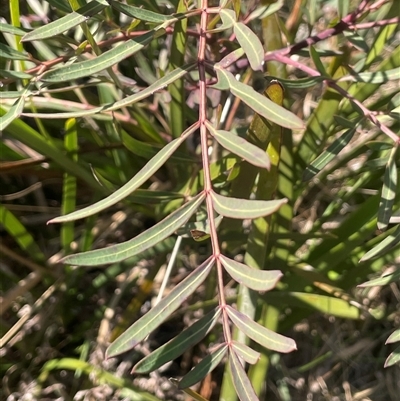 Polyscias sambucifolia subsp. Short leaflets (V.Stajsic 196) Vic. Herbarium (Elderberry Panax, Ornamental Ash, Elderberry Ash) at Rossi, NSW - 7 Aug 2024 by JaneR