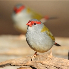 Neochmia temporalis (Red-browed Finch) at Koorawatha, NSW - 1 Jun 2025 by KooragindiJohn