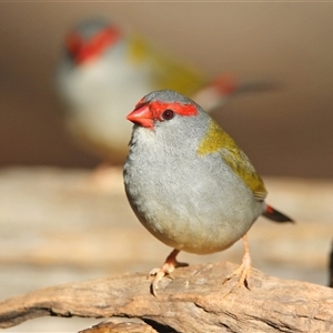 Neochmia temporalis (Red-browed Finch) at Koorawatha, NSW - 1 Jun 2025 by KooragindiJohn