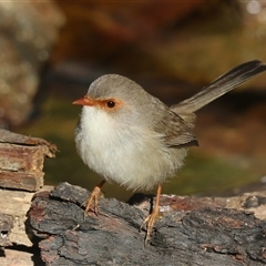 Malurus cyaneus (Superb Fairywren) at Koorawatha, NSW - 1 Jun 2025 by KooragindiJohn