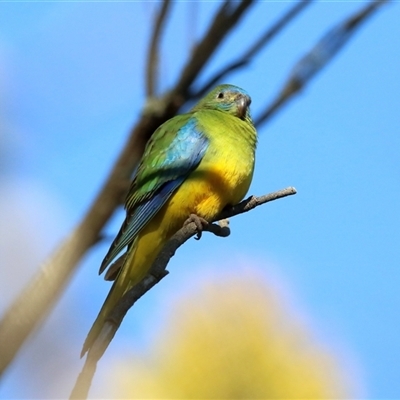 Neophema pulchella (Turquoise Parrot) at Koorawatha, NSW - 22 Jun 2025 by KooragindiJohn