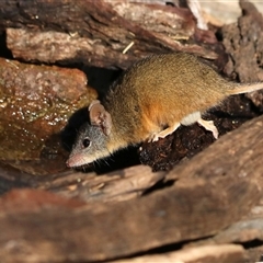 Antechinus flavipes (Yellow-footed Antechinus) by KooragindiJohn