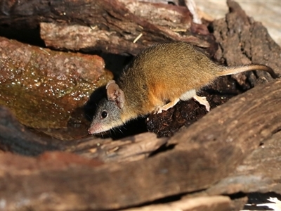 Antechinus flavipes (Yellow-footed Antechinus) at Koorawatha, NSW - 21 Jun 2025 by KooragindiJohn