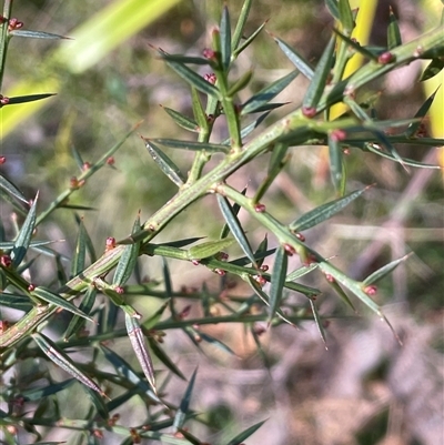 Daviesia ulicifolia subsp. ulicifolia (Gorse Bitter-pea) at Farringdon, NSW - 7 Aug 2024 by JaneR