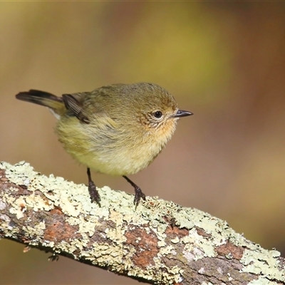 Acanthiza nana (Yellow Thornbill) at Koorawatha, NSW - 21 Jun 2025 by KooragindiJohn