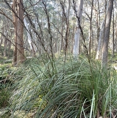 Gahnia sieberiana (Red-fruit Saw-sedge) at Rossi, NSW - 7 Aug 2024 by JaneR