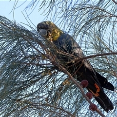Calyptorhynchus lathami lathami (Glossy Black-Cockatoo) at Koorawatha, NSW - 22 Dec 2024 by KooragindiJohn