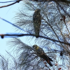 Calyptorhynchus lathami lathami at Koorawatha, NSW - suppressed