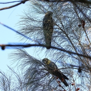 Calyptorhynchus lathami lathami at Koorawatha, NSW - suppressed