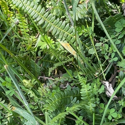 Blechnum penna-marina (Alpine Water Fern) at Captains Flat, NSW - 20 Jan 2025 by JaneR
