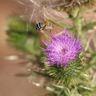 Amegilla (Notomegilla) chlorocyanea by KooragindiJohn