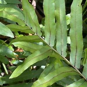 Blechnum minus (Soft Water Fern) at Captains Flat, NSW - 20 Jan 2025 by JaneR