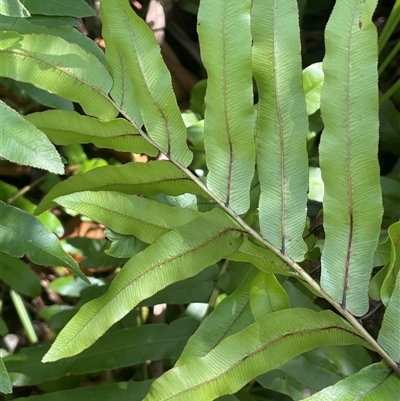 Blechnum minus (Soft Water Fern) at Captains Flat, NSW - 20 Jan 2025 by JaneR