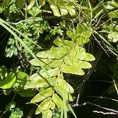 Blechnum minus at Captains Flat, NSW - 20 Jan 2025 02:26 PM