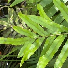 Blechnum minus at Captains Flat, NSW - 20 Jan 2025 02:26 PM