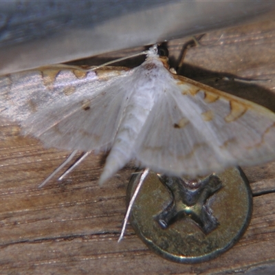 Palpita (genus) (A Pearl Moth (Spilomelinae) at Bloomsbury, QLD - 19 Oct 2008 by PJH123