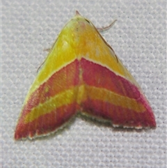 Eublemma dimidialis (An Erebid moth (Boletobinae) at Bloomsbury, QLD - 19 Oct 2008 by PJH123